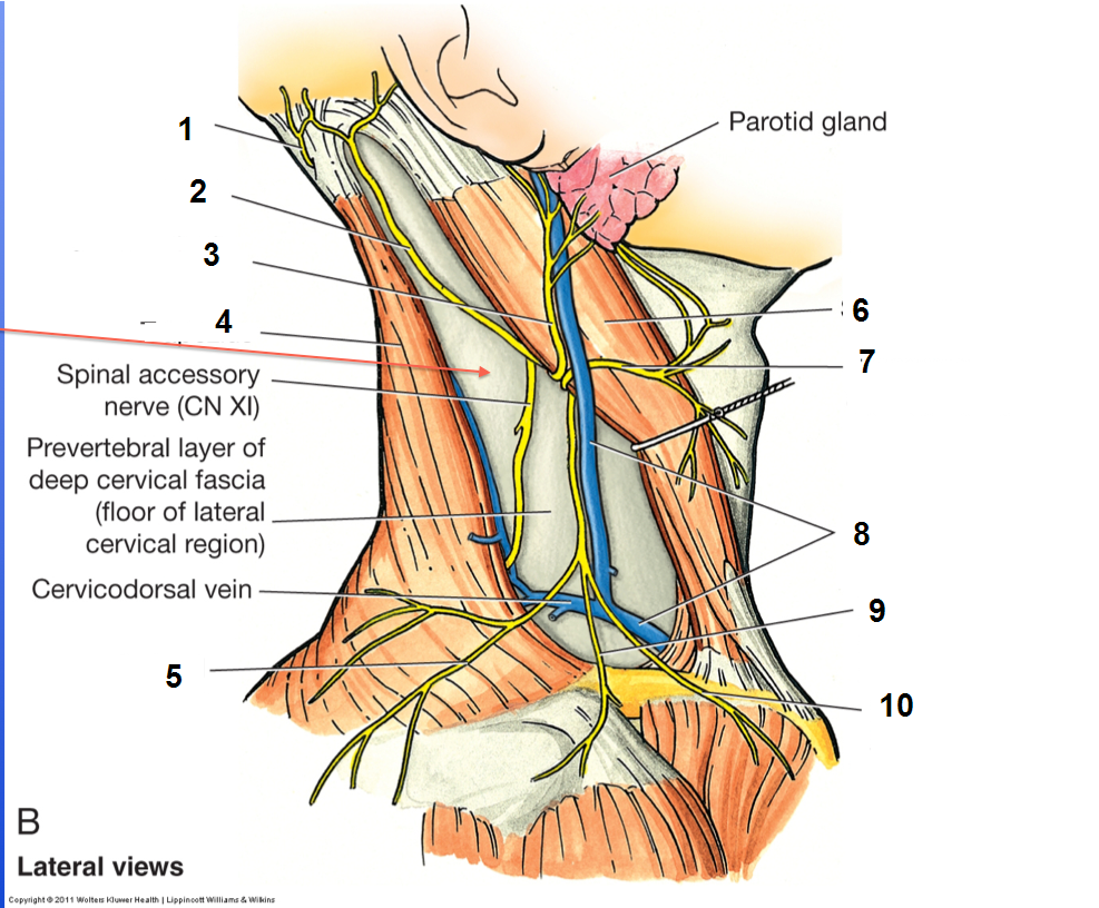 Erb's point Quiz By Dent2017